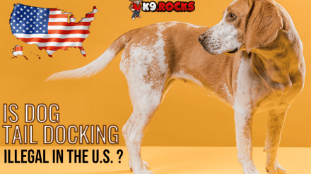 Is Dog Tail Docking Illegal In the U.S. ?