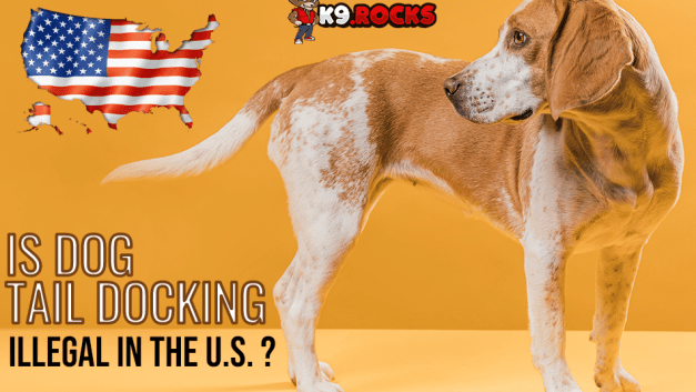 Is Dog Tail Docking Illegal In the U.S. ?