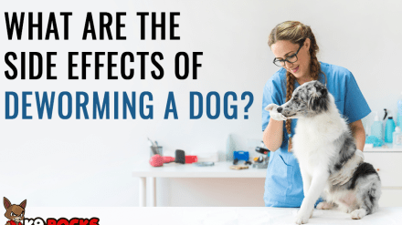 What Are the Side Effects of Deworming a Dog?