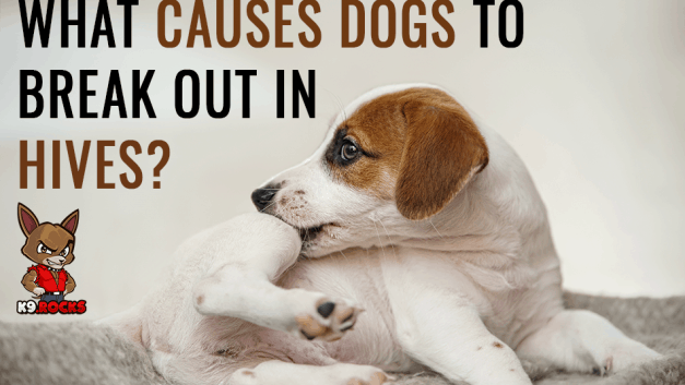 What Causes Dogs To Break Out In Hives?
