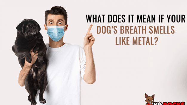 What Does It Mean If Your Dog’s Breath Smells Like Metal?