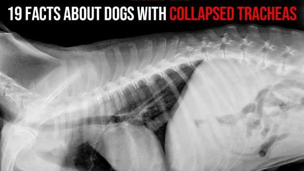 19 Facts About Dogs with Collapsed Tracheas