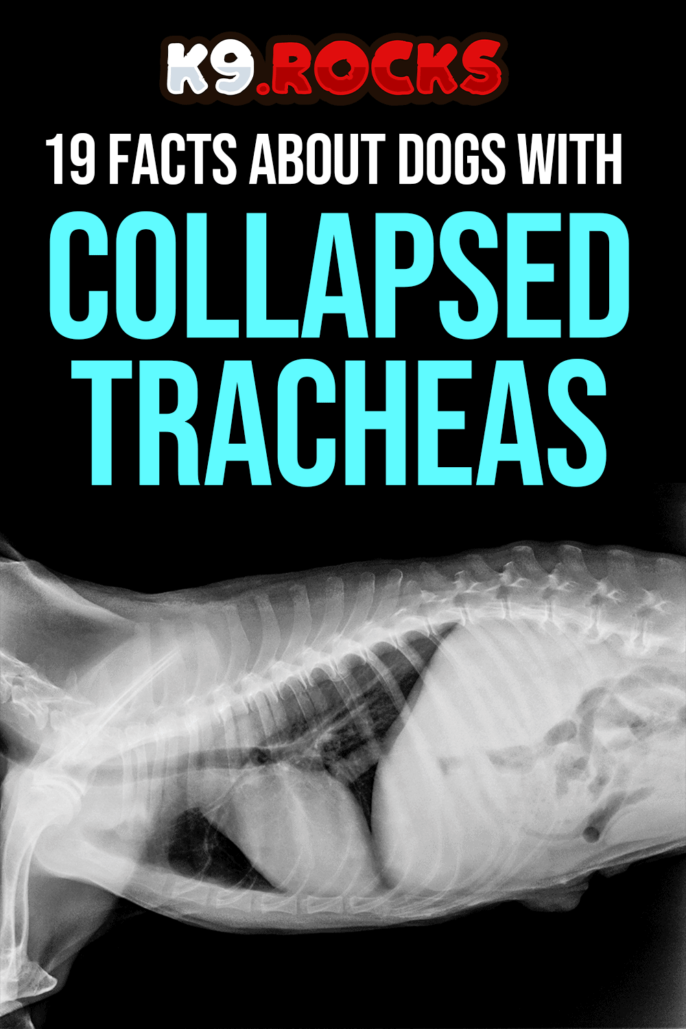 will a collapsed trachea kill my dog