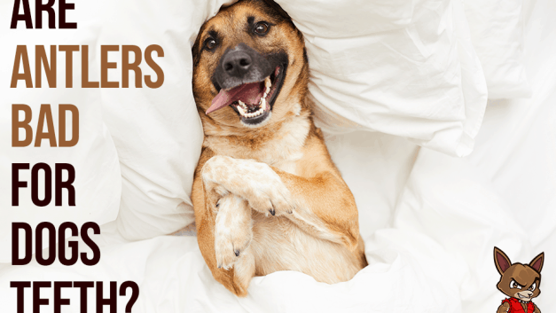 Are Antlers Bad for Dog’s Teeth?