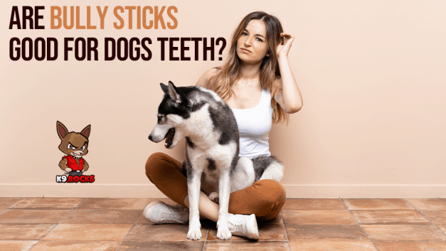 Are Bully Sticks Good for Dog’s Teeth?