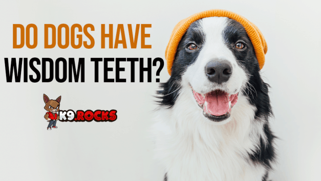 Do Dogs Have Wisdom Teeth?