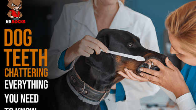 Dog Teeth Chattering: Everything You Need To Know