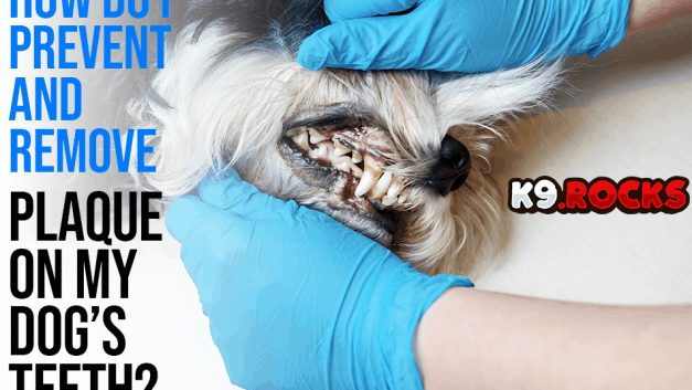 How Do I Prevent and Remove Plaque on My Dog’s Teeth?