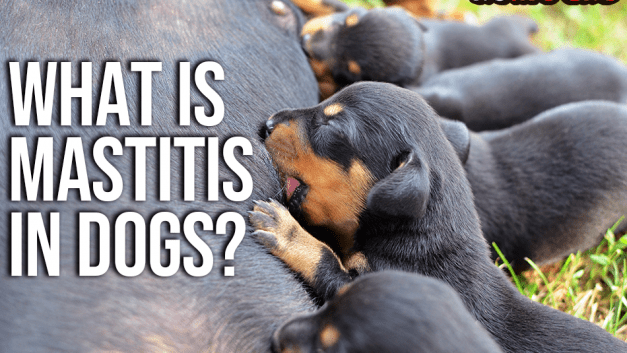 What is Mastitis in Dogs?