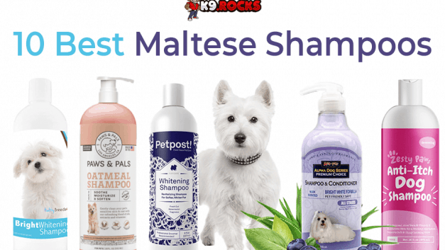 10 Best Maltese Shampoos