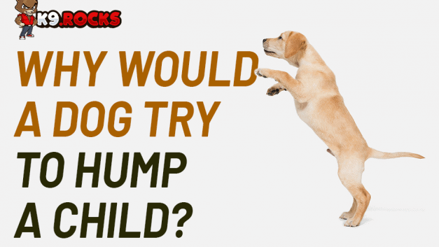 Why Would a Dog Try To Hump a Child?