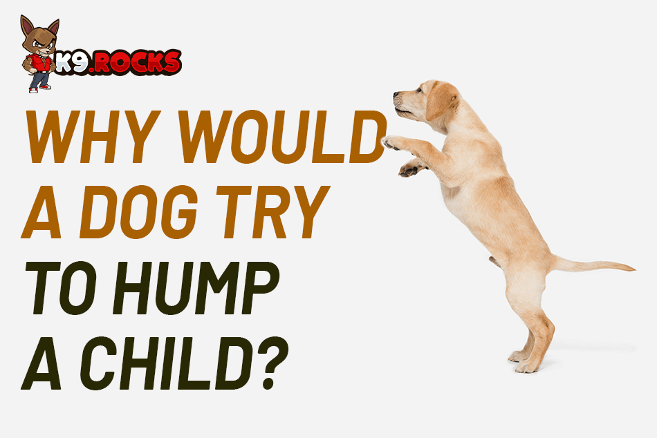 Why Would A Dog Try To Hump A Child K9 Rocks