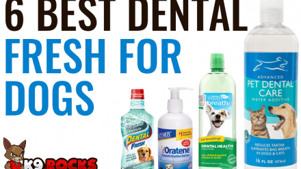6 Best Dental Fresh for Dogs