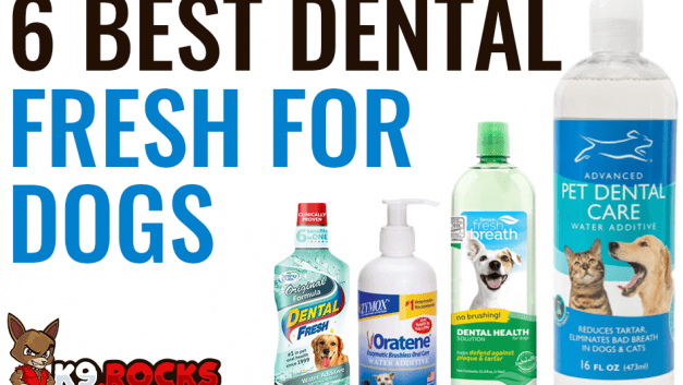 6 Best Dental Fresh for Dogs