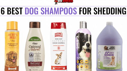 6 Best Dog Shampoos for Shedding