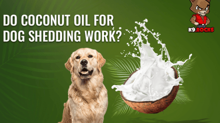Do Coconut Oil For Dog Shedding Work?