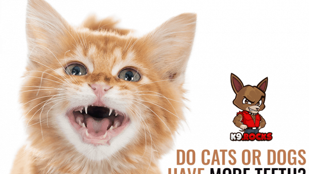 Do Cats Or Dogs Have More Teeth?