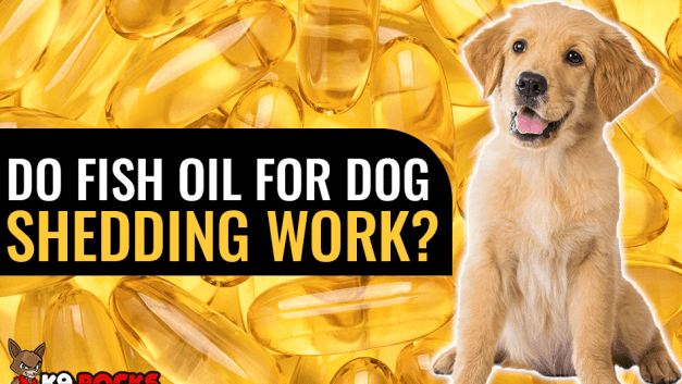 Do Fish Oil For Dog Shedding Work?