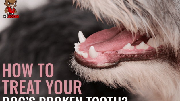 How To Treat Your Dog’s Broken Tooth?