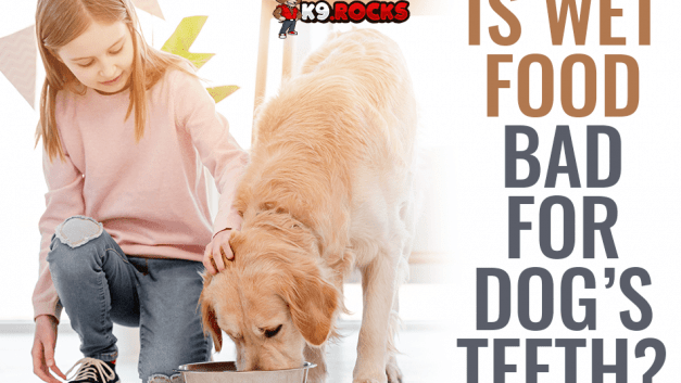 Is Wet Food Bad For Dogs’ Teeth?