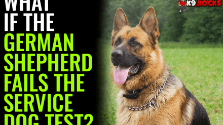 What If The German Shepherd Fails The Service Dog Test?
