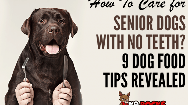 9 Clever Tips to Feed a Dog Without Teeth