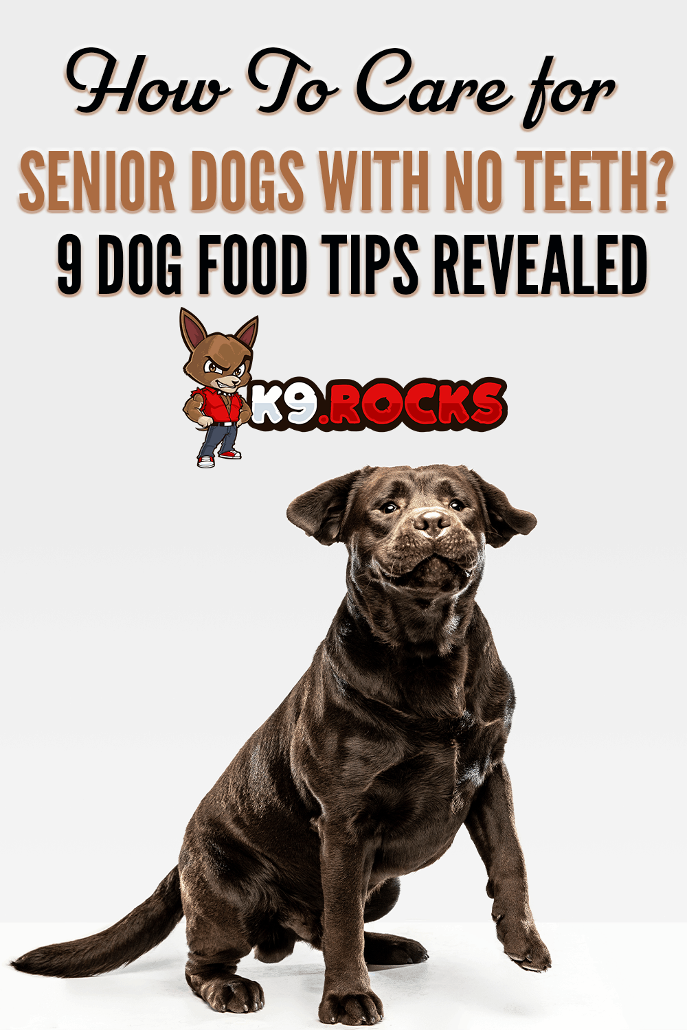 Best food for senior 2025 dogs with no teeth