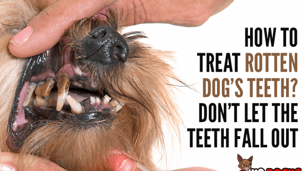 How To Treat Rotten Dog’s Teeth? Don’t Let The Teeth Fall Out