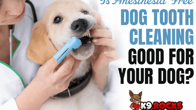 Is Anesthesia Free Dog Tooth Cleaning Good For Your Dog?