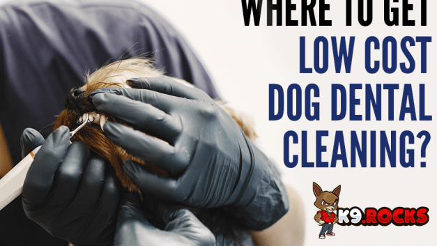 Where To Get Low Cost Dog Dental Cleaning?