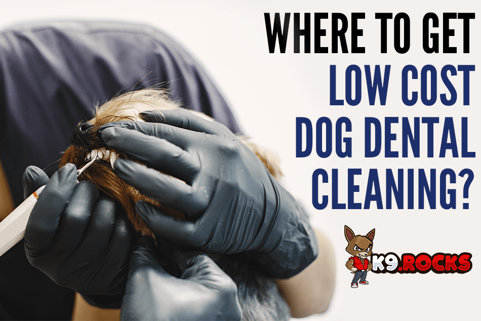 Where To Get Low Cost Dog Dental Cleaning? K9 Rocks