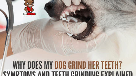 Why Does My Dog Grind Her Teeth? Symptoms and Teeth Grinding Explained