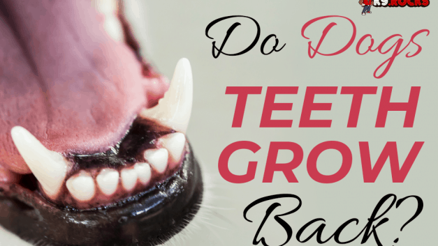 Do Dogs Teeth Grow Back?