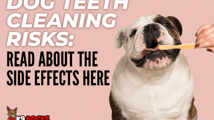 What are the Dog Teeth Cleaning Risks? Side Effects or Complications?
