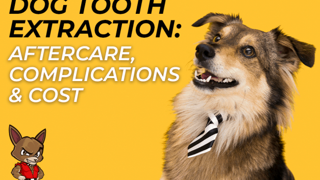 Dog Tooth Extraction: Aftercare, Complications & Cost