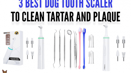 3 Best Dog Tooth Scaler to Clean Tartar and Plaque