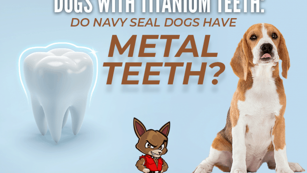 Dogs With Titanium Teeth: Do Navy Seal Dogs Have Metal Teeth?