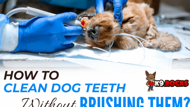 How To Clean Dog Teeth Without Brushing Them?
