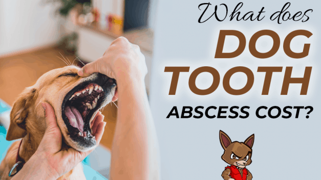 What does Dog Tooth Abscess Cost?