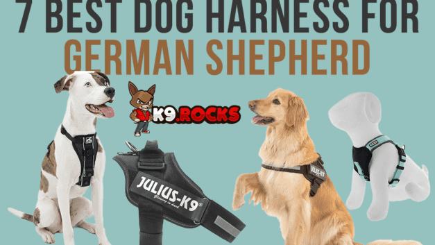 7 Best Dog Harness for German Shepherd