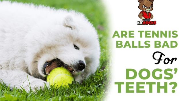 Are Tennis Balls Bad for Dogs’ Teeth?