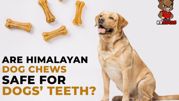 Are Himalayan Dog Chews Safe for Dogs’ Teeth?