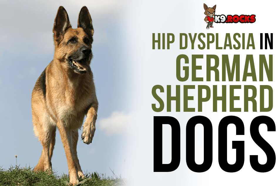 Hip Dysplasia in German Shepherd Dogs K9 Rocks