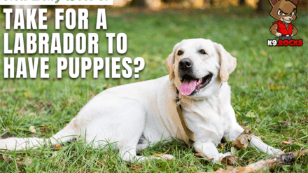 How Long Does It Take For A Labrador To Have Puppies?
