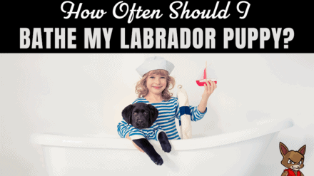 How Often Should I Bathe My Labrador Puppy?