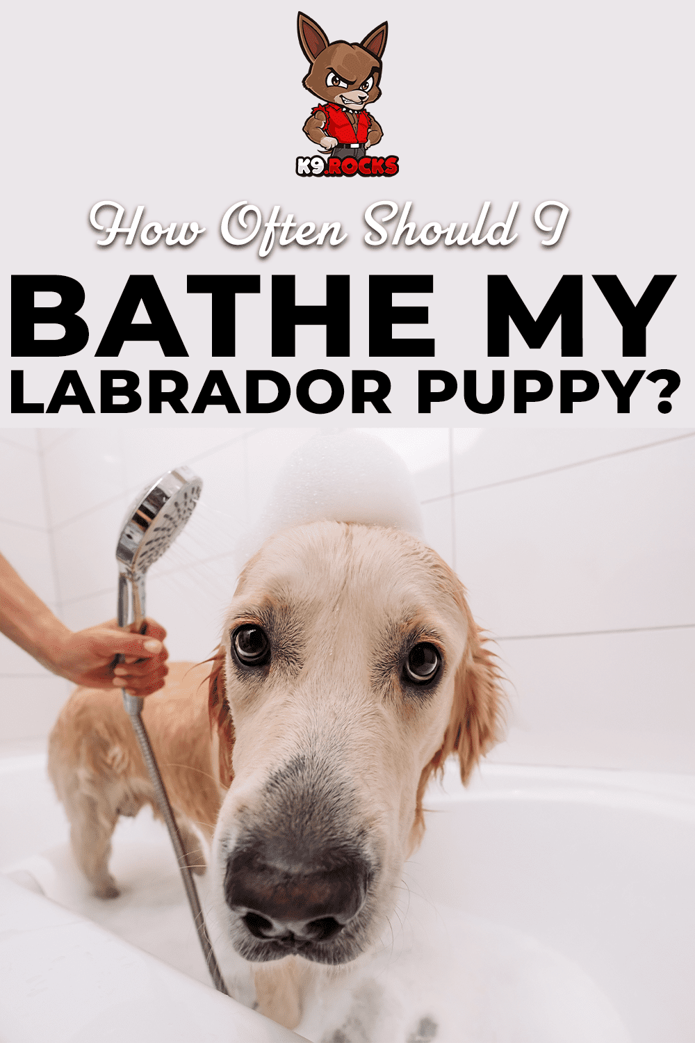 how many times to bathe a labrador puppy