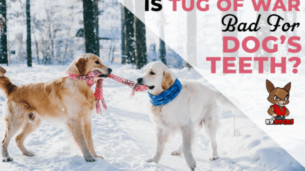 Is Tug of War Bad For Dog’s Teeth?
