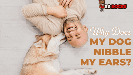 Why Does My Dog Nibble My Ears?
