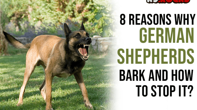 8 Reasons Why German Shepherds Bark and How To Stop It?