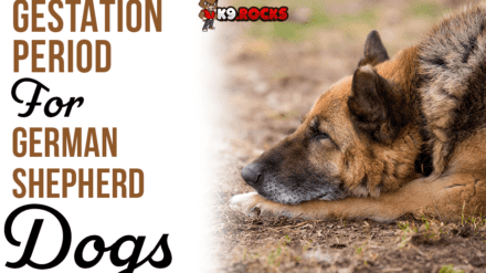 Gestation Period for German Shepherd Dogs